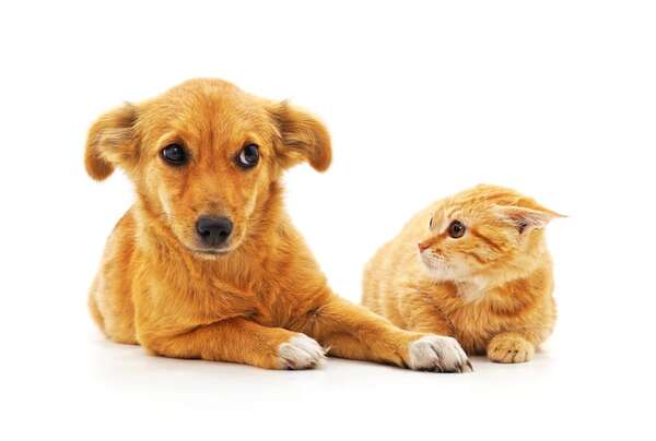 El papel del etólogo: ¿cuándo es momento de medicar los nervios de mi mascota? - Mascotas - ABC Color