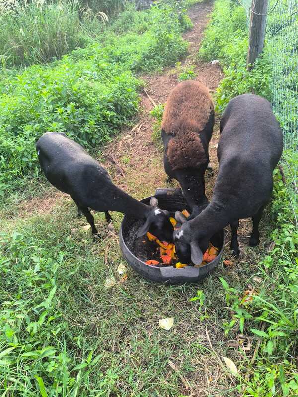 Popular / Diputado ijovecha kañy