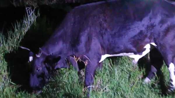 ¿Obra del Pombero?: buey apareció atado de la cola en el monte