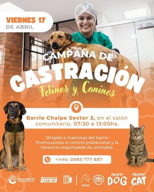 Realizarán jornada gratuita de castración de mascotas en el barrio Chaipé