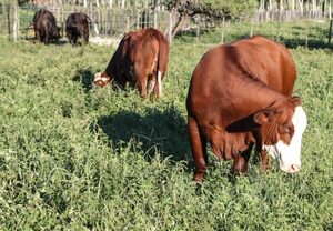 Paraguay implementa sistema de trazabilidad de productos bovinos para acceder a mercados premium