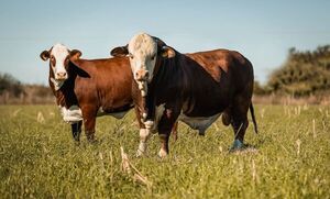 Expo Nacional Braford 2026 abre el calendario ganadero con casi 500 animales