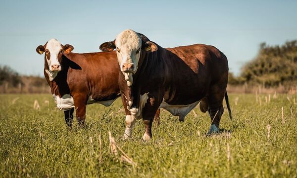 Expo Nacional Braford 2026 abre el calendario ganadero con casi 500 animales