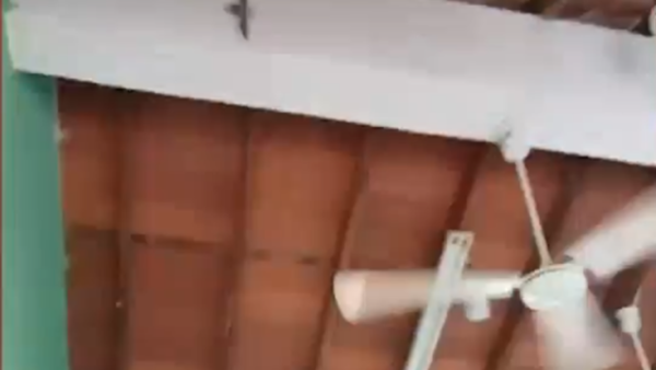 Murciélagos invaden aula de escuela de Coronel Bogado