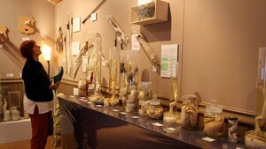 ¿Cuáles son los museos más raros del mundo y cuál es el costo de visitarlos? - 5Días