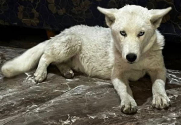 Cayó «La Paraguaya» en Florencio Varela y tenía un lobo blanco en su vivienda