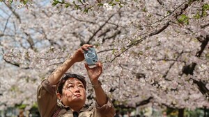 Récord de visitantes extranjeros en Japón para ver los cerezos en flor