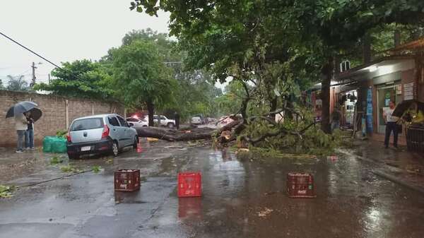 Raudales y árboles caídos en Asunción: cómo pedir grúa gratis y qué zonas evitar - Nacionales - ABC Color