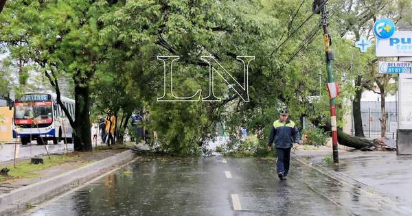 Diario HOY | Temporal en Asunción: habilitan línea para reportar árboles caídos