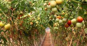 La Nación / Apuntan a biopreparados para mejorar el sistema productivo de la agricultura familiar