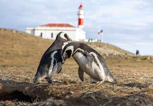 Isla Magdalena: entre pingüinos del Estrecho y el pulso austral de Punta Arenas - Viajes - ABC Color