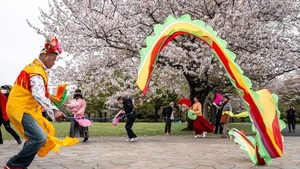 Récord de visitantes extranjeros en Japón para ver los cerezos en flor
