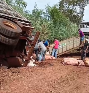 Vuelco de camión en Alto Verá deja más de 100 cerdos muertos
