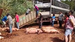 Camión con 200 cerdos vuelca en camino vecinal de Alto Verá y deja 107 animales muertos en el lugar