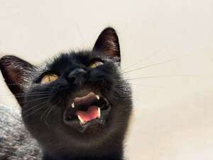 Diccionario miau-español: los cinco tipos de maullidos más comunes y qué significan - Mascotas - ABC Color