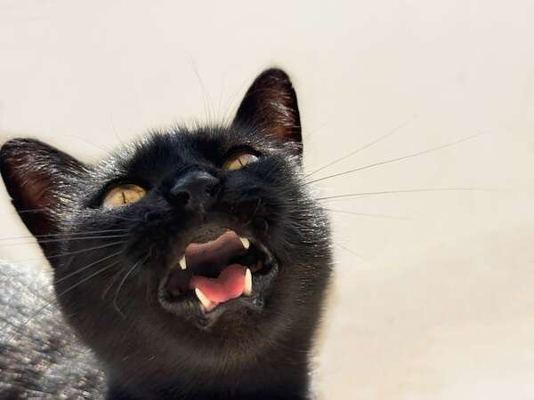 Diccionario miau-español: los cinco tipos de maullidos más comunes y qué significan - Mascotas - ABC Color