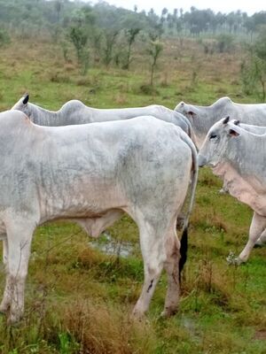 Encuentran en Horqueta, animales robados tras violento asalto en estancia de Tacuatí - Concepción al Día