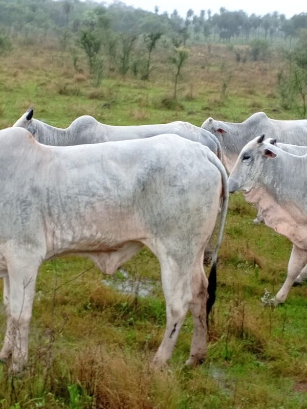 Encuentran en Horqueta, animales robados tras violento asalto en estancia de Tacuatí - Concepción al Día