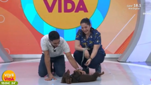 ¿Cómo adaptar a tu perro con la llegada de un bebé al hogar?