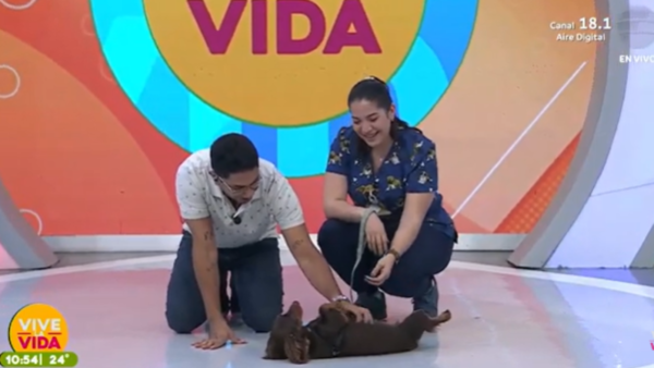 ¿Cómo adaptar a tu perro con la llegada de un bebé al hogar?