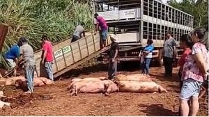 Vuelco de camión deja decenas de cerdos muertos