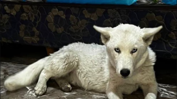 "La Paraguaya" vendía de todo y su "guardián" era un lobo blanco