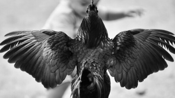 ¡Cumplía un añito y murió tras el ataque de un gallo ñarõ