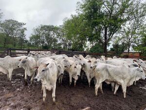 Recuperan 32 de 40 vacunos robados en asalto - Concepción al Día