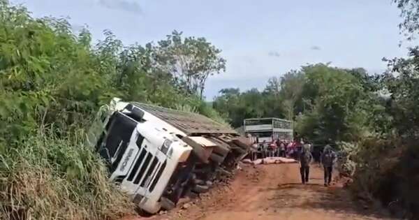 La Nación / Camión que llevaba cerdos volcó y murieron más de 100 animales en Itapúa