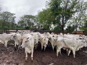 Toma de rehén y robo de animales en Tacuatí: recuperan 37 de los 40 bovinos en Concepción  - Policiales - ABC Color