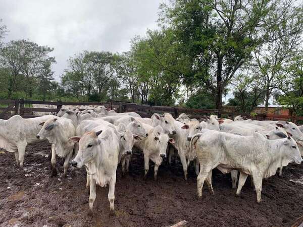 Toma de rehén y robo de animales en Tacuatí: recuperan 37 de los 40 bovinos en Concepción  - Policiales - ABC Color