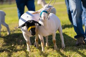 Scrapie en Argentina: pérdida de estatus y cierres de mercados para la carne y lana