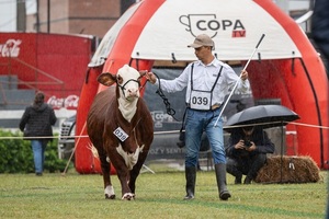 Nacional Braford: viernes con juzgamiento de campo y sábado con la gran competencia de bozal
