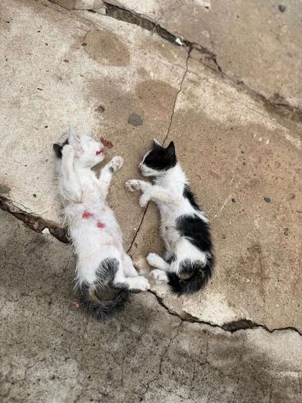 Investigan presunto caso de maltrato animal: gatitos habrían sido usados como alimento de un pitbull - Policiales - ABC Color