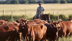Hato: Más toros y terneros, menos novillos y desmamantes