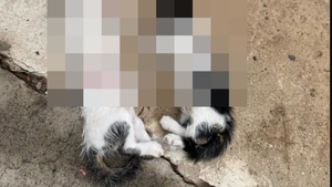 Crueldad animal: Denuncian que dos gatitos fueron "comida" para un pitbull