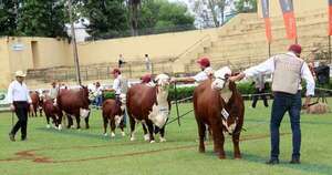 Braford abre el calendario ganadero con casi 500 animales