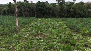 SENAD anula la producción de 36 toneladas de marihuana en Ñacunday