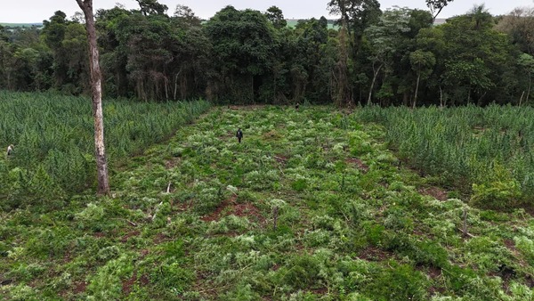 SENAD anula la producción de 36 toneladas de marihuana en Ñacunday