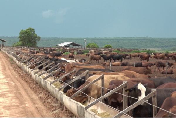 Garrapatas en el sistema ganadero pueden generar fuertes pérdidas y elevar costos productivos