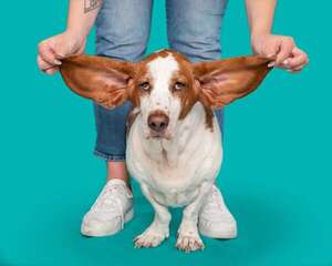 ¿Molestás a tu perro sin saberlo? Ocho conductas que detesta - Mascotas - ABC Color