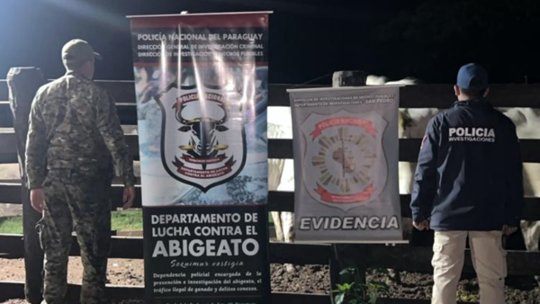 37 cabezas de ganado vacuno robadas son recuperadas tras dos operativos contra el abigeato en Horqueta