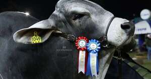 La Nación / Expo Nacional Brahman prevé 300 animales en pista para este año