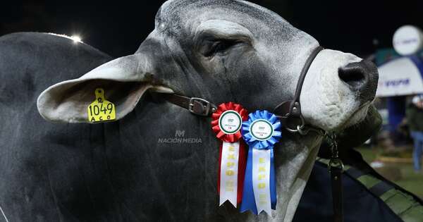 La Nación / Expo Nacional Brahman prevé 300 animales en pista para este año