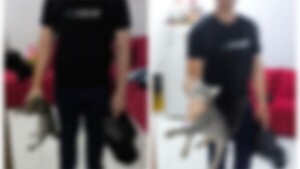 ¡Grabado! Así el cobarde maltrató al gatito de su ex como “aviso”