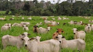 La ganadería paraguaya transita una etapa que va del crecimiento extensivo a la mejora en productividad