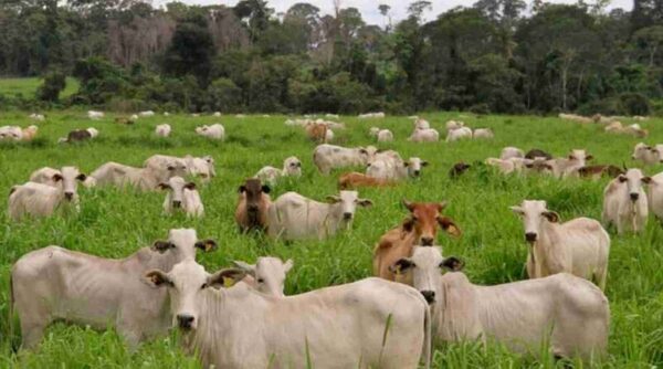 La ganadería paraguaya transita una etapa que va del crecimiento extensivo a la mejora en productividad