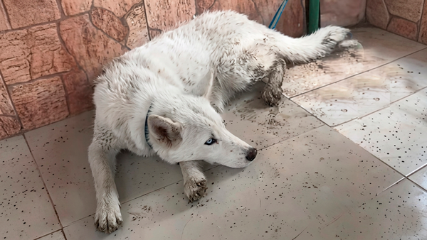 Inédito: Hallan a un lobo blanco atado en la casa de una dealer paraguaya