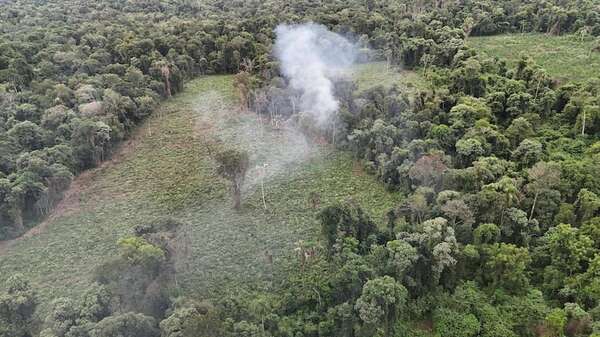 Otra intervención en el mismo establecimiento: vuelven a destruir cultivo de marihuana en Ñacunday - ABC en el Este - ABC Color