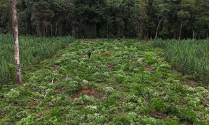 SENAD destruye 36 toneladas de marihuana en reserva forestal de Ñacunday - OviedoPress